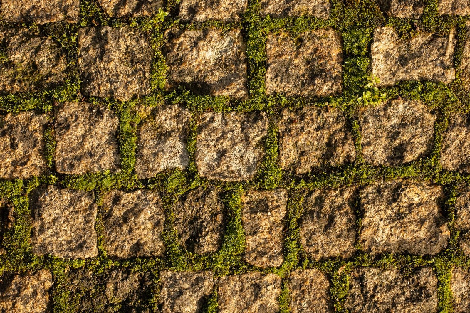 Close-up of a textured stone pathway with vibrant green moss between the slabs.
